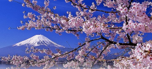 Japanese cherry blossoms with a snowy Mt. Fuji in the background