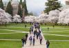 UW quad with cherry trees blooming