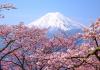 Mt. Fuji with cherry blossoms