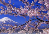 Japanese cherry blossoms with a snowy Mt. Fuji in the background